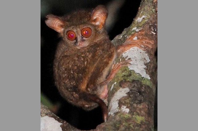 Researchers discover two tiny new primate species in a far-flung forest